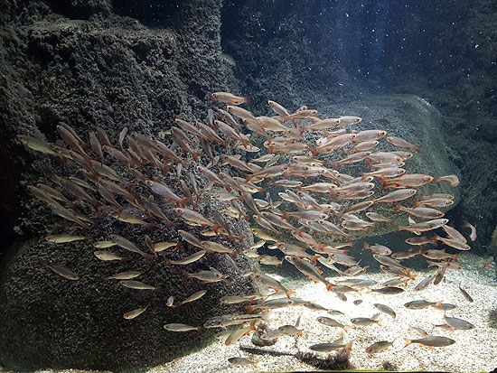 Rotfedern im SEA LIFE München bei der Zählung (©Foto: SEA LIFE München)